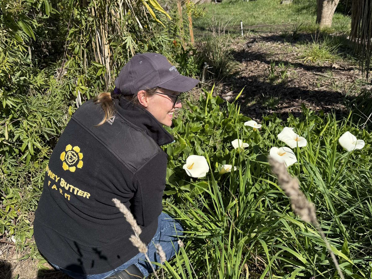 Owner's favorite flowers, Calla Lilies, at Honeybutter Farm