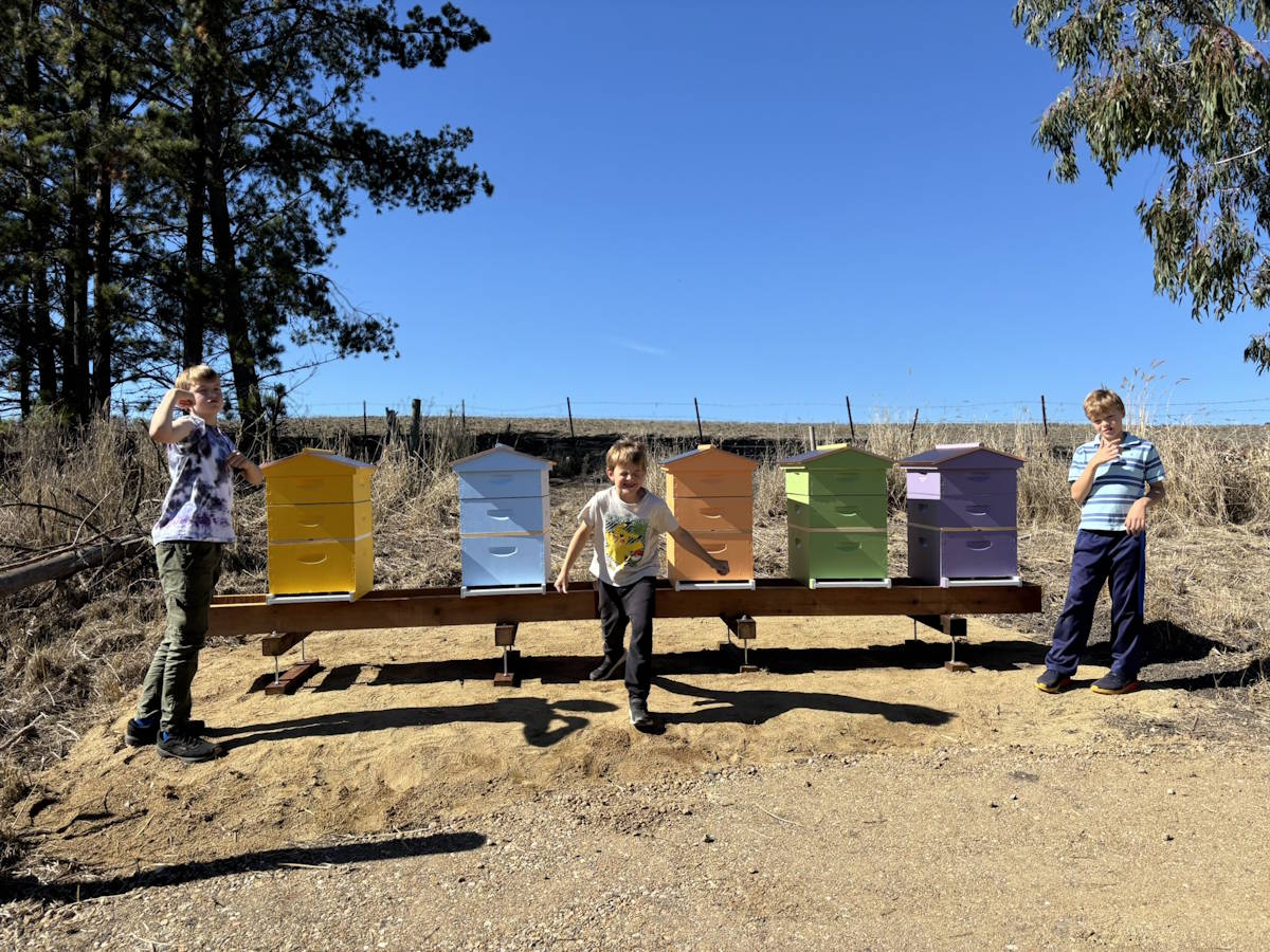 Beehives painted by our children at Honeybutter Farm