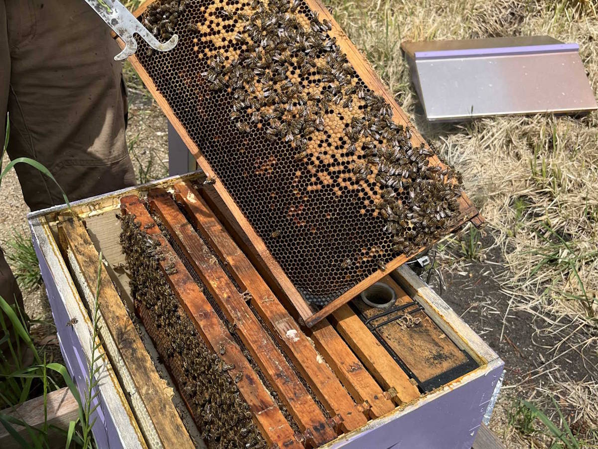 The honeycomb of Honeybutter Farm