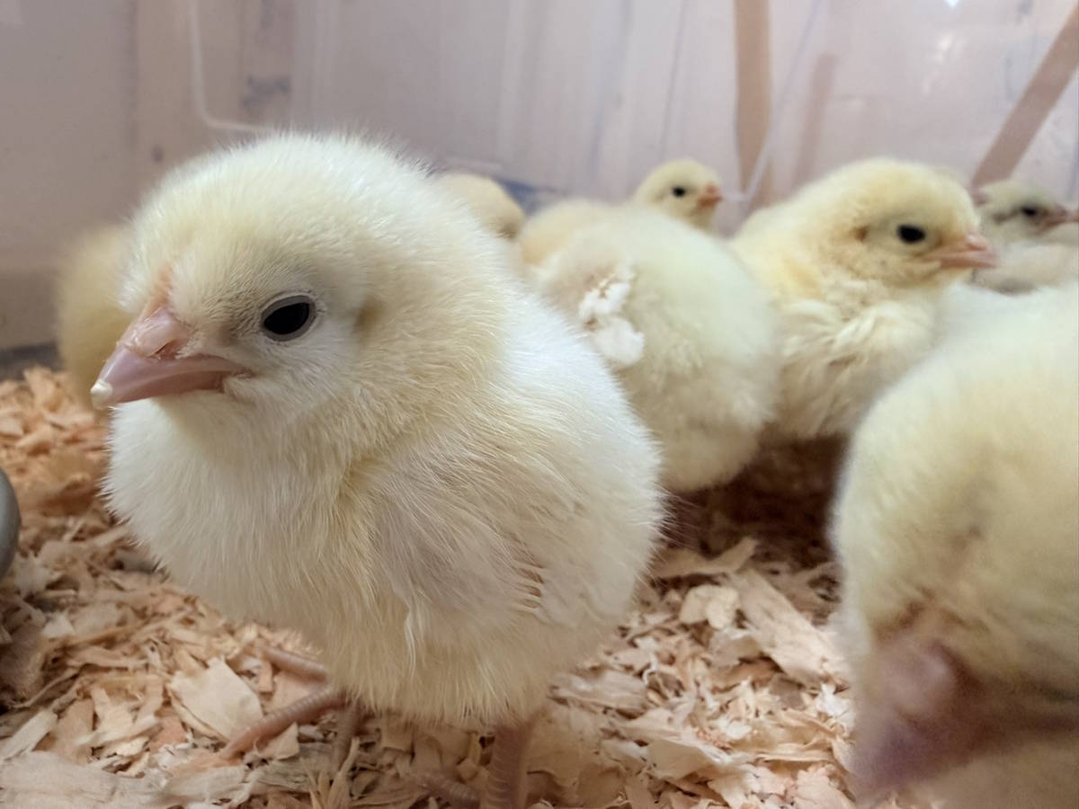 Honeybutter Farm's American Bresse chicks